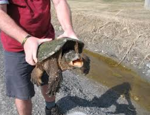 Turtle Rescuer